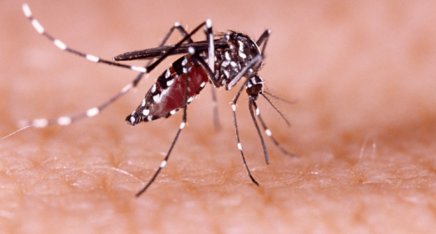 Fallecieron dos jóvenes de 24 y 28 años por dengue en Tucumán