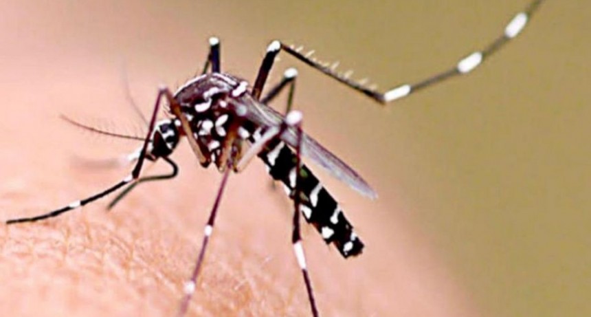 Una nena de seis años es la novena víctima del dengue