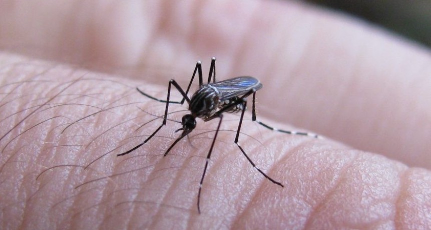 Dengue: la cepa que circula en Argentina es la más agresiva