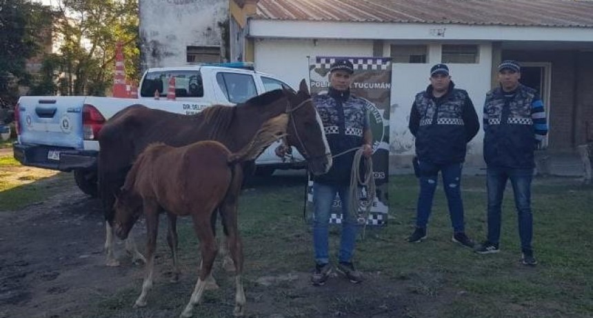 Recuperan una yegua peruana valuada en $500 mil y a su potrillo