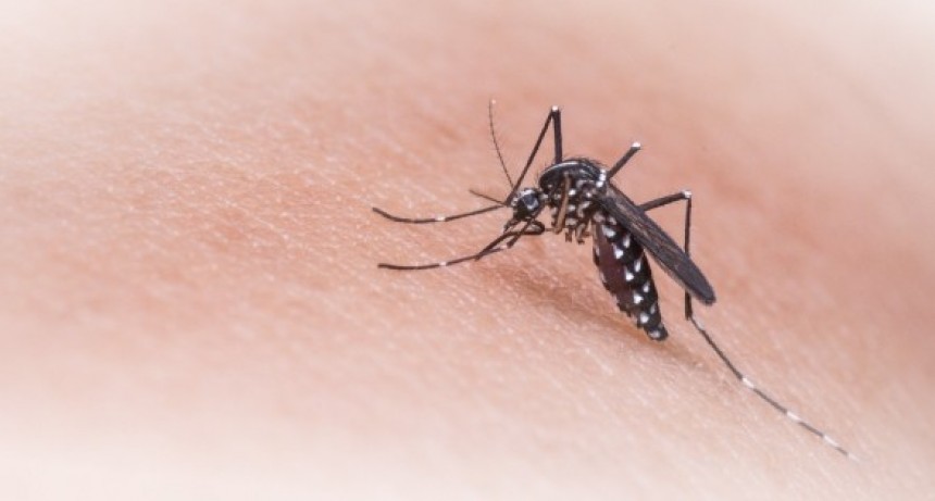 Dengue: se sostiene la tendencia a la baja de los casos a nivel nacional