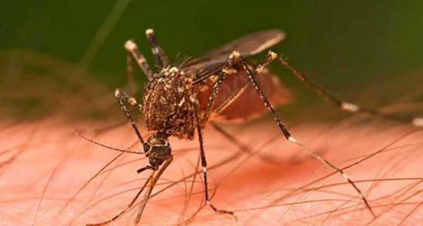 Dengue: los cinco signos de alarma y sus diferentes fases