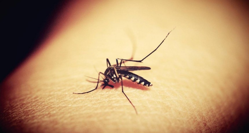 Dengue: trucos caseros para evitar las picaduras de los mosquitos