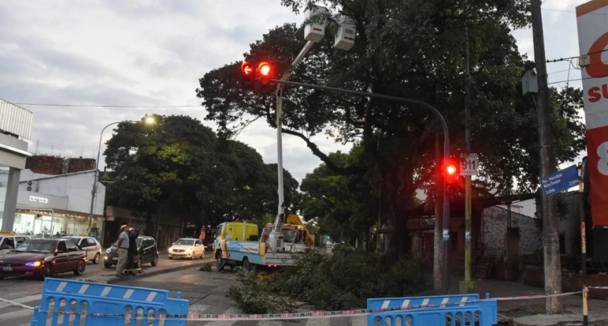 Poda estratégica en Av. Colón: priorizan visibilidad nocturna y mantenimiento del alumbrado