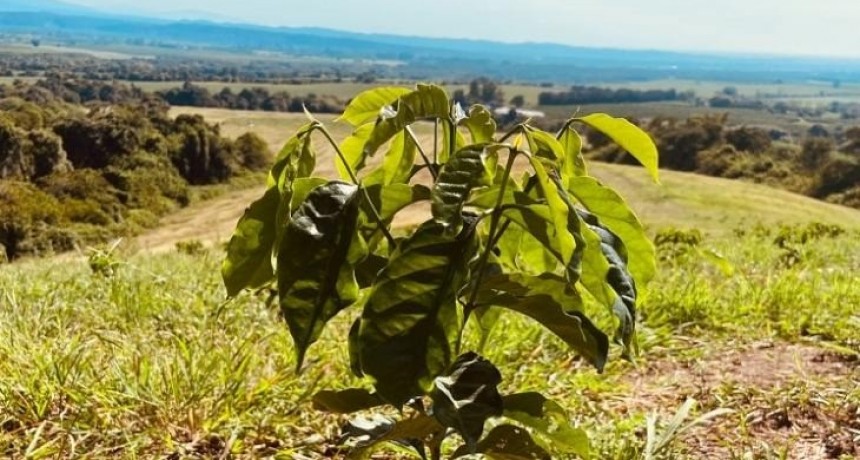 Tucumán apuesta al café: Cabrales y el Gobierno sellan una alianza histórica para impulsar la producción local
