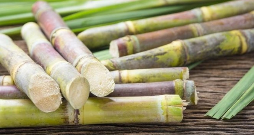 Nanotecnología tucumana contra los hongos: crean el primer biofungicida que activa las defensas de las plantas