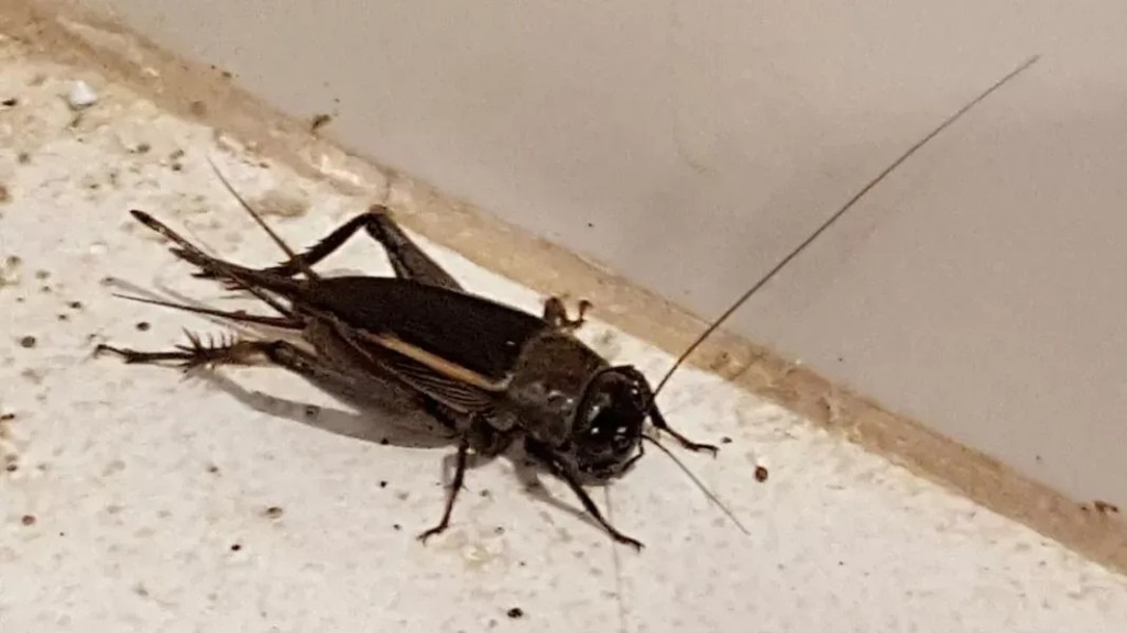 Invasi&oacute;n de grillos en Tucum&aacute;n: por qu&eacute; aparecen en las casas y si son peligrosos seg&uacute;n los especialistas