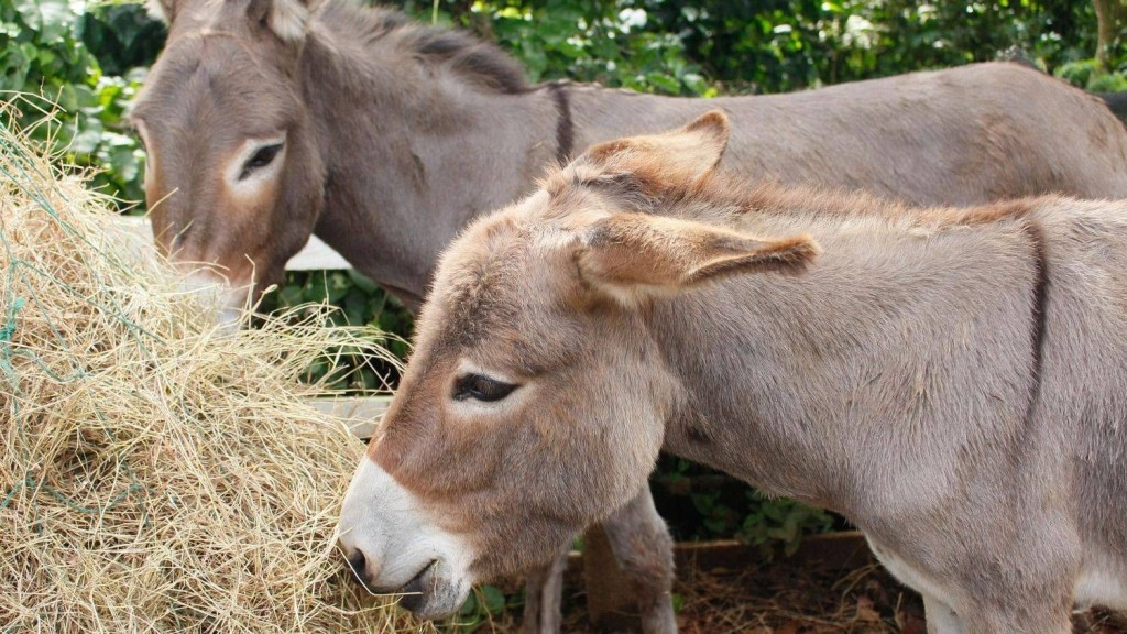 Carne de burro patag&oacute;nica a $7.500 el kilo: un productor de Trelew busca posicionarla como alternativa m&aacute;s econ&oacute;mica que la vacuna