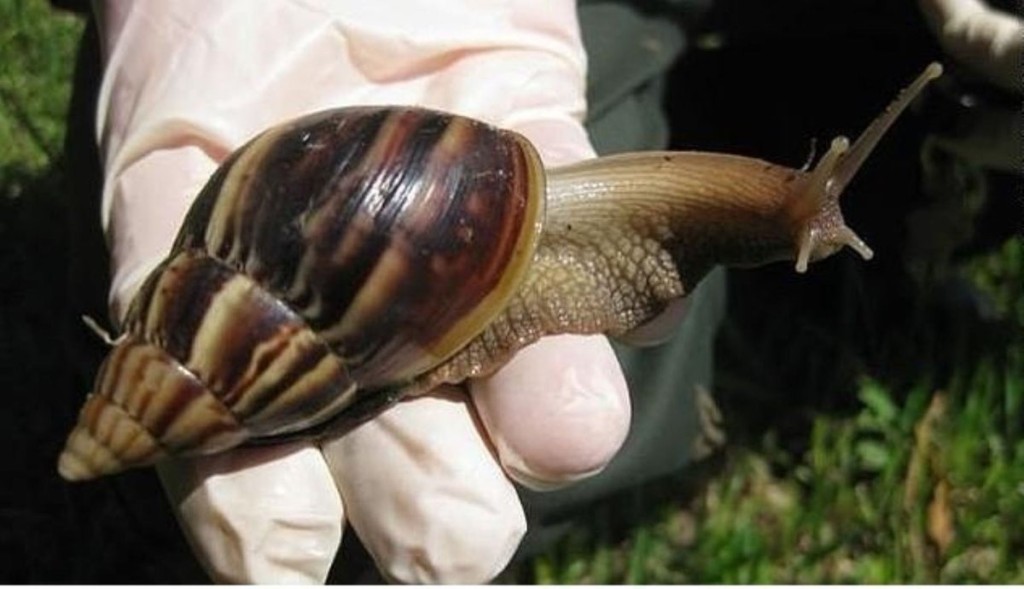 Caracol gigante africano en Tucum&aacute;n: una especie invasora con riesgo sanitario y ecol&oacute;gico