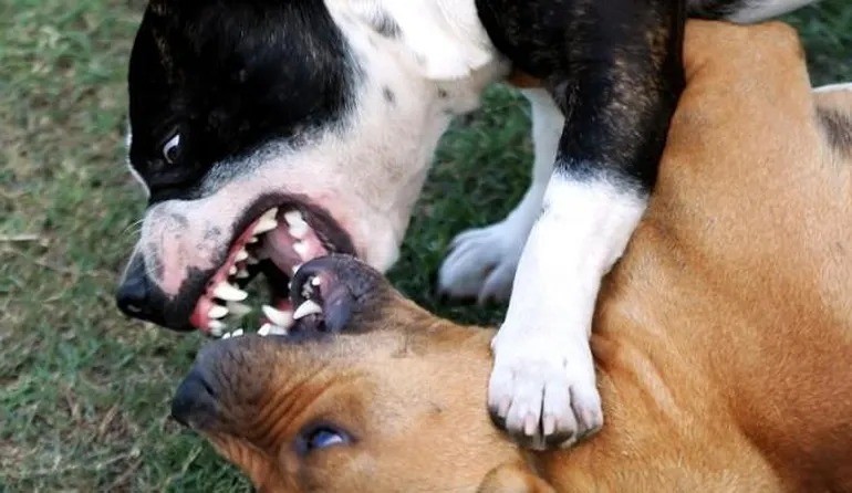 Ataque de pitbull en Puerto Madryn: un jubilado muri&oacute; desangrado al intentar separar una pelea de perros