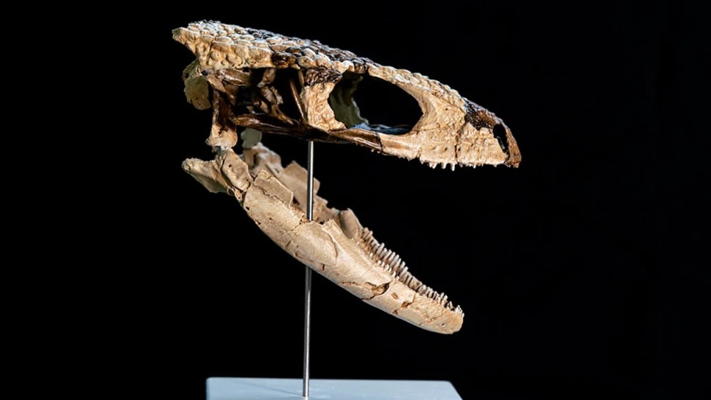 Hallan en R&iacute;o Negro los restos de un reptil de 70 millones de a&ntilde;os: es el lagarto terrestre m&aacute;s completo del Cret&aacute;cico tard&iacute;o