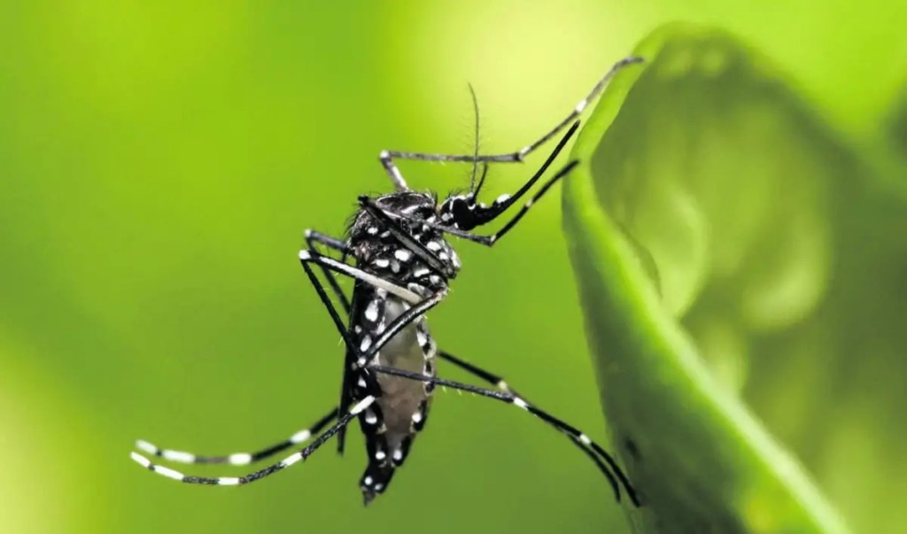 Tucum&aacute;n registra 231 casos de chikungunya y ning&uacute;n caso de dengue, seg&uacute;n el &uacute;ltimo informe sanitario