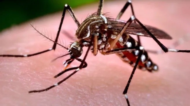 Brote de chikungunya en Tucum&aacute;n: infect&oacute;loga alerta por las lluvias y pide reforzar el descacharreo