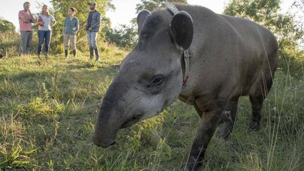 Derecho animal en Tucum&aacute;n: impulsan declarar al tapir Monumento Natural