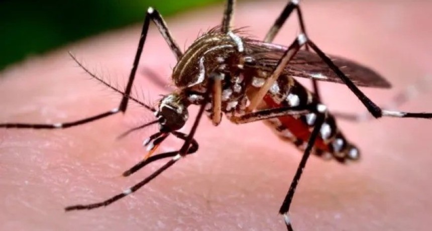 Chikungunya en Tucum&aacute;n: los contagios aumentaron un 60% en una semana y ya suman 93 casos