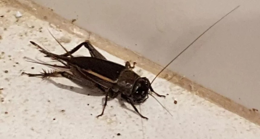 Invasi&oacute;n de grillos en Tucum&aacute;n: por qu&eacute; aparecen en las casas y si son peligrosos seg&uacute;n los especialistas