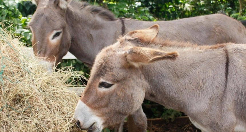Carne de burro patag&oacute;nica a $7.500 el kilo: un productor de Trelew busca posicionarla como alternativa m&aacute;s econ&oacute;mica que la vacuna