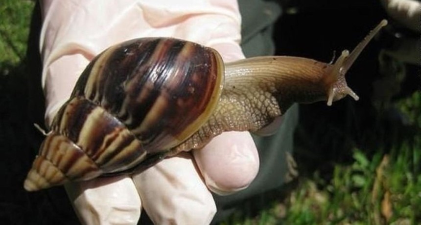 Caracol gigante africano en Tucum&aacute;n: una especie invasora con riesgo sanitario y ecol&oacute;gico