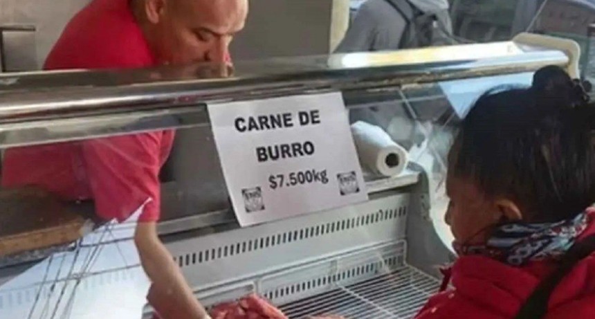 Carne de burro en Argentina: c&oacute;mo es el negocio equino y por qu&eacute; en Tucum&aacute;n no se puede vender