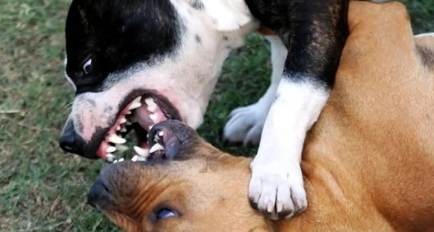 Ataque de pitbull en Puerto Madryn: un jubilado muri&oacute; desangrado al intentar separar una pelea de perros