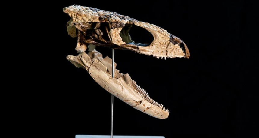 Hallan en R&iacute;o Negro los restos de un reptil de 70 millones de a&ntilde;os: es el lagarto terrestre m&aacute;s completo del Cret&aacute;cico tard&iacute;o