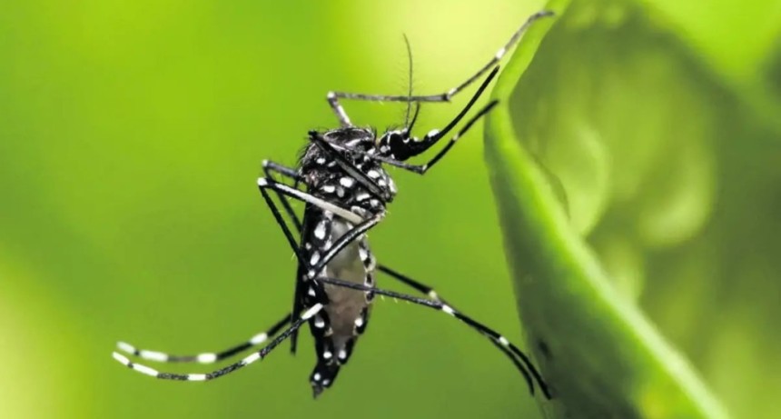 Tucum&aacute;n registra 231 casos de chikungunya y ning&uacute;n caso de dengue, seg&uacute;n el &uacute;ltimo informe sanitario