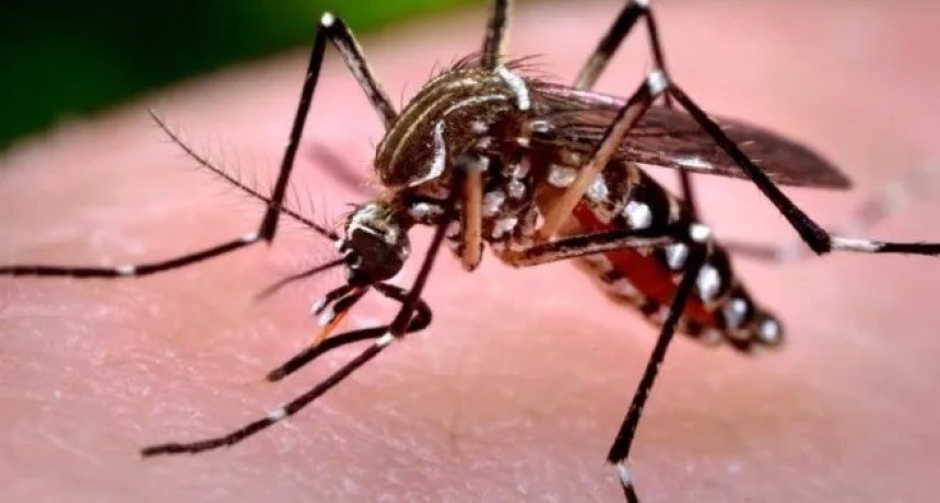 Brote de chikungunya en Tucum&aacute;n: infect&oacute;loga alerta por las lluvias y pide reforzar el descacharreo