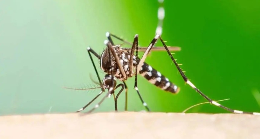 Chikungunya en Tucum&aacute;n: reportan 346 casos y refuerzan la vigilancia sanitaria