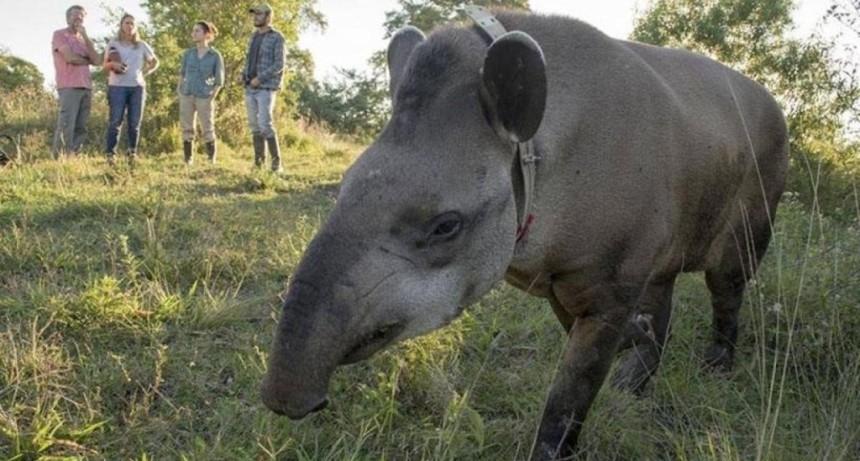 Derecho animal en Tucum&aacute;n: impulsan declarar al tapir Monumento Natural