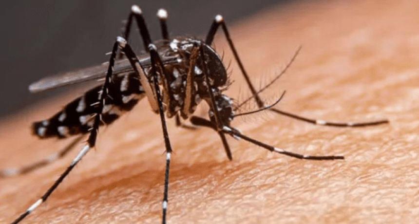 Dengue: se consolida la tendencia al descenso de casos a nivel país