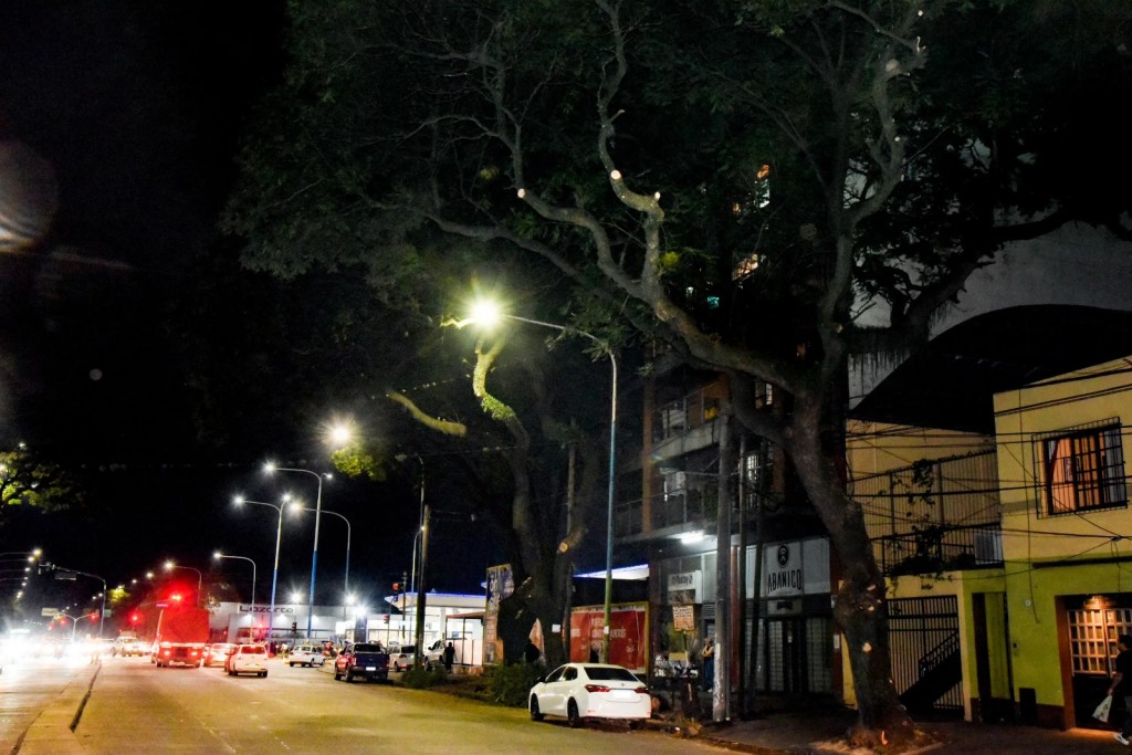 Mejoró la iluminación en avenida Colón tras una poda estratégica de 101 árboles