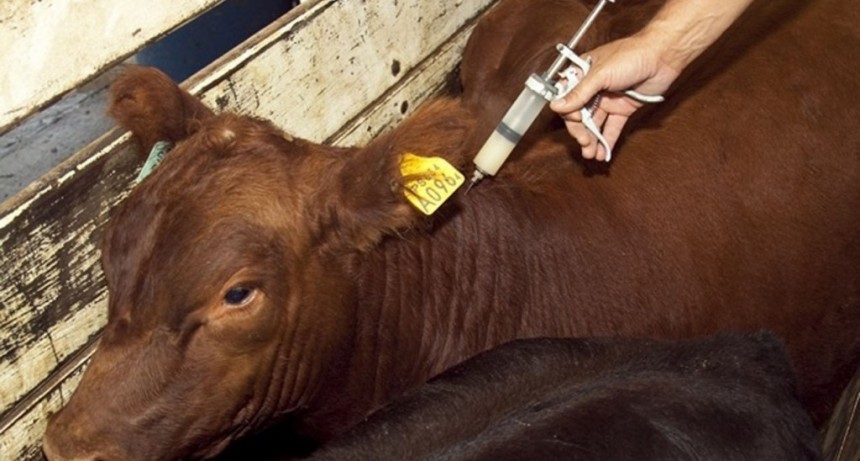 El Gobierno desregula importación de vacunas veterinarias: apunta a bajar costos y romper monopolio en la aftosa