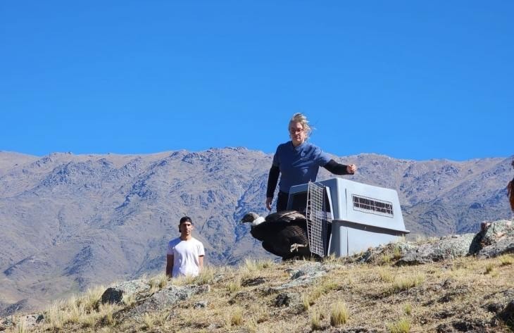 Tras seis semanas de recuperaci&oacute;n, un c&oacute;ndor andino vol&oacute; nuevamente en el &Aacute;rea Protegida Valles Calchaqu&iacute;es