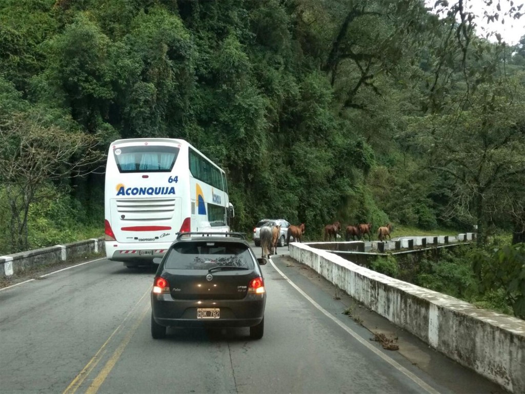 Animales sueltos en la Ruta 307: conductores denuncian riesgo constante en curvas y tramos con niebla hacia Taf&iacute; del Valle