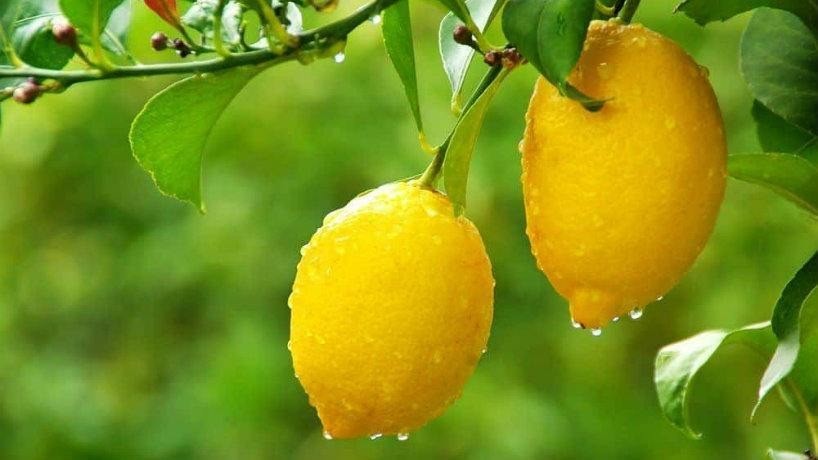 Lluvias r&eacute;cord y menor radiaci&oacute;n solar desaf&iacute;an la calidad del lim&oacute;n en Tucum&aacute;n, pese a una cosecha r&eacute;cord de 1,98 millones de toneladas