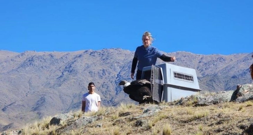 Tras seis semanas de recuperaci&oacute;n, un c&oacute;ndor andino vol&oacute; nuevamente en el &Aacute;rea Protegida Valles Calchaqu&iacute;es