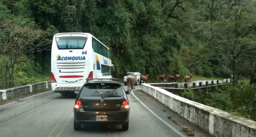 Animales sueltos en la Ruta 307: conductores denuncian riesgo constante en curvas y tramos con niebla hacia Taf&iacute; del Valle