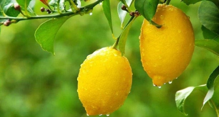 Lluvias r&eacute;cord y menor radiaci&oacute;n solar desaf&iacute;an la calidad del lim&oacute;n en Tucum&aacute;n, pese a una cosecha r&eacute;cord de 1,98 millones de toneladas