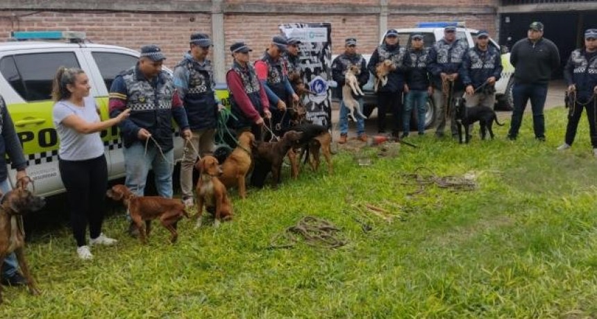 La Policía rescató a 13 perros que eran maltratados