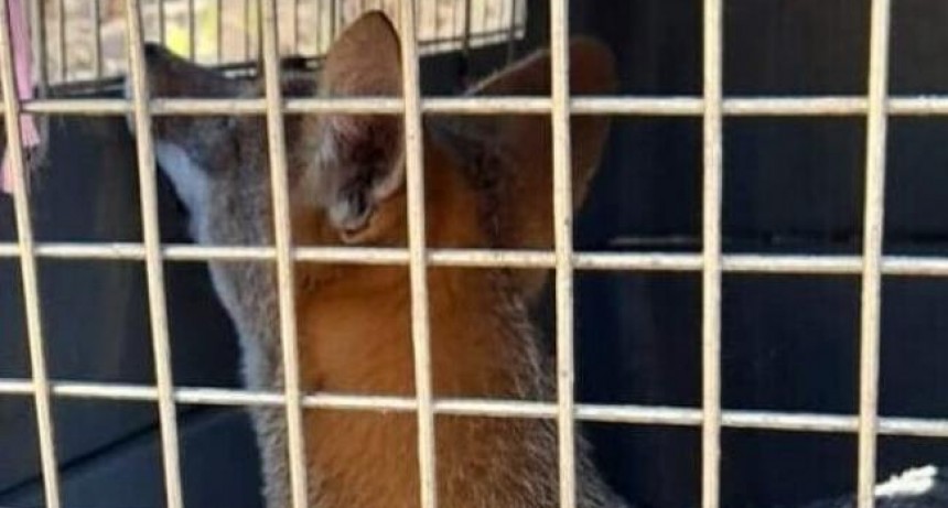 Flora y Fauna Silvestre concretó la liberación de un zorro gris
