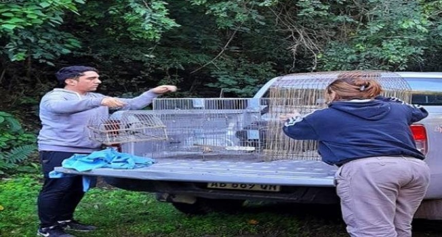 Rescataron aves autóctonas víctimas del tráfico ilegal de fauna