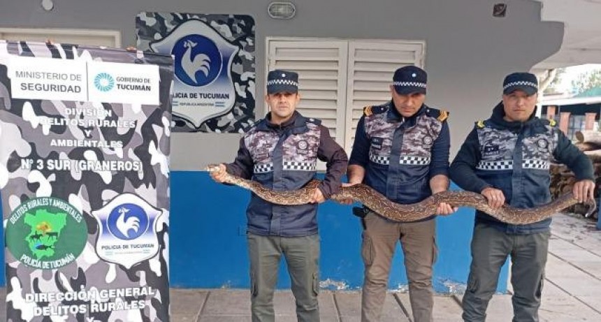 Impactante: rescatan una serpiente Lampalagua de dos metros de largo