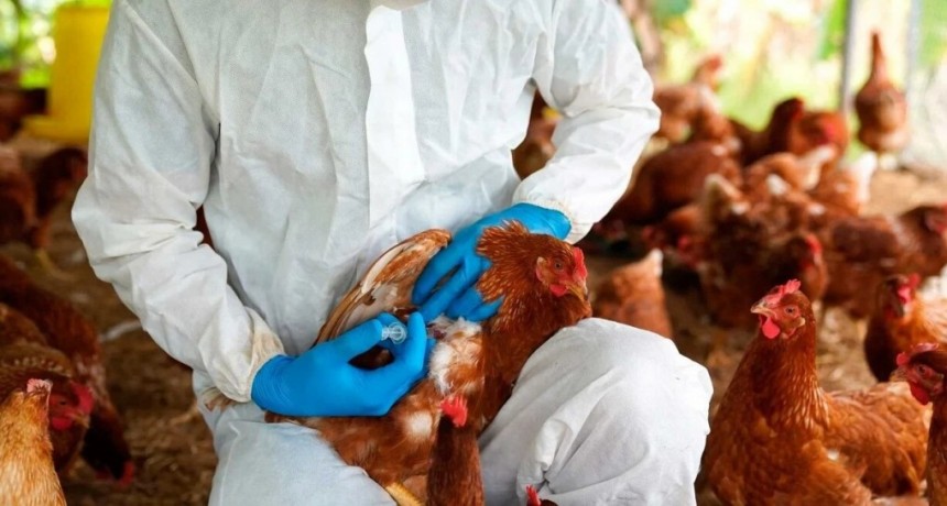 OMS confirma la primera muerte humana por un nuevo tipo de gripe aviar