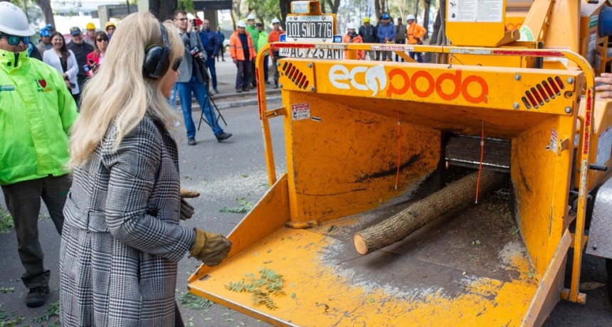 Ponen en marcha un Plan de Poda Responsable en la capital