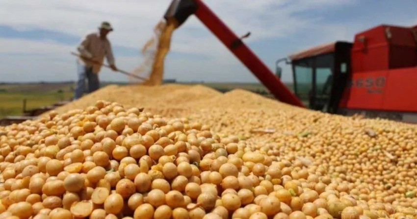 Retenciones: alivio para trigo, pero soja vuelve al 33%
