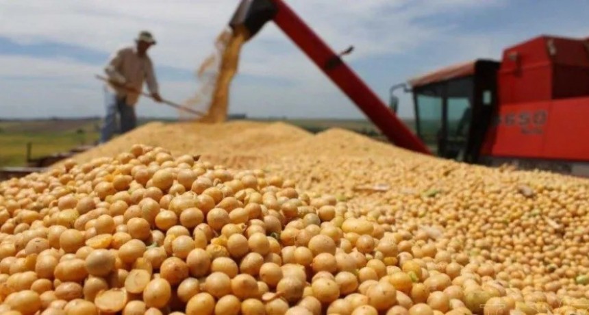 Retenciones: alivio para trigo, pero soja vuelve al 33%