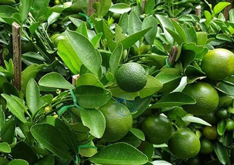 Hesperidina: por qu&eacute; Asia puso la mira en las &ldquo;bolillitas&rdquo; de naranja agria de Tucum&aacute;n