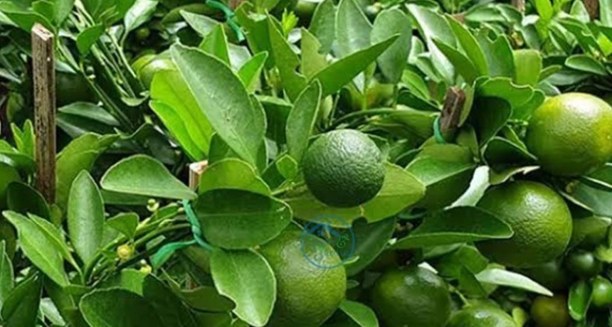 Hesperidina: por qu&eacute; Asia puso la mira en las &ldquo;bolillitas&rdquo; de naranja agria de Tucum&aacute;n