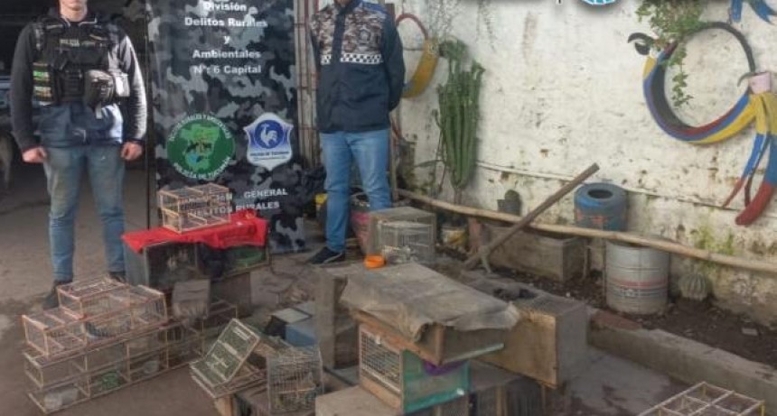 La Policía rescató una gran cantidad de aves silvestres