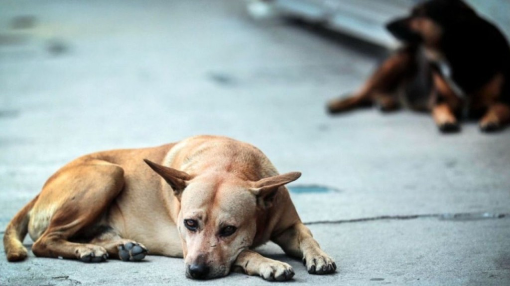 San Miguel de Tucumán contará con un sistema para denunciar mascotas perdidas